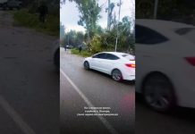 На Сухумском шоссе, в районе с. Псахара, упало дерево на электропровода