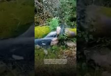 Специалистами МУП «Водоканал Гагрского района» оперативно устраняется нештатная ситуация на участке водопроводной трубы диаметром 250 мм по ул. Героев 16 марта