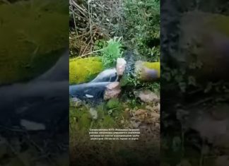 Специалистами МУП «Водоканал Гагрского района» оперативно устраняется нештатная ситуация на участке водопроводной трубы диаметром 250 мм по ул. Героев 16 марта