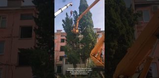 Специалисты МУП «Чистый город» проводят обрезку деревьев по адресу ул. Абазгаа, 43/3 — в связи с их аварийным состоянием