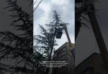 Специалисты МУП «Чистый город» совместно со Спецавтохозяйством города Гагра оперативно удалили аварийное дерево на улице Адыгаа