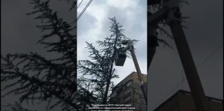 Специалисты МУП «Чистый город» совместно со Спецавтохозяйством городаГагра оперативно удалили аварийное дерево на улице Адыгаа